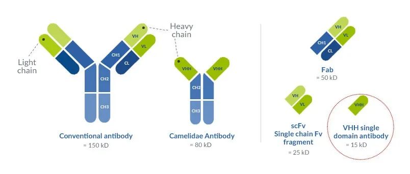 全球首款吸入式新冠中和纳米抗体药物取得突破性进展