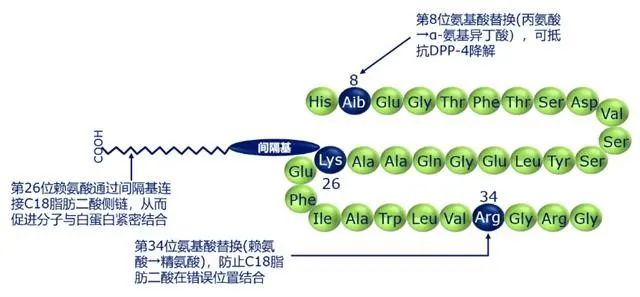 资讯详情司美格鲁肽是一种长效胰高血糖素样肽-1受体(glp-1r)激动剂