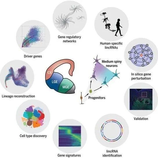 Science：揭示人类纹状体发育的单细胞图谱