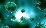 最新研究发现增强溶瘤病毒疗法新策略，促进长期抗肿瘤免疫！