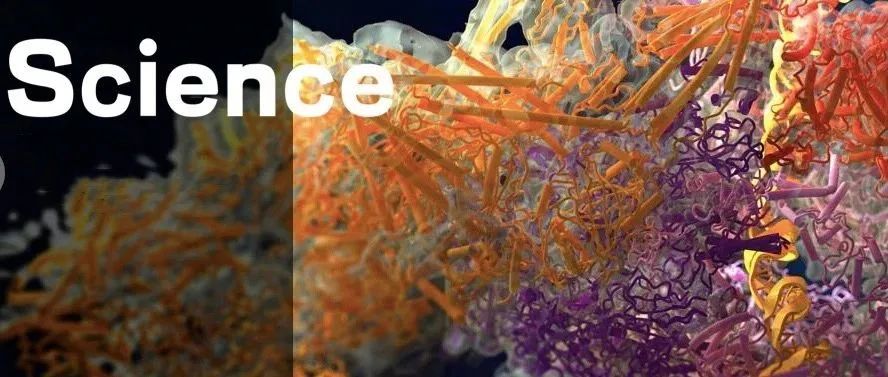 复旦大学团队论文登Science封面！基因转录揭示最核心生命过程，施一公弟子也是通讯作者