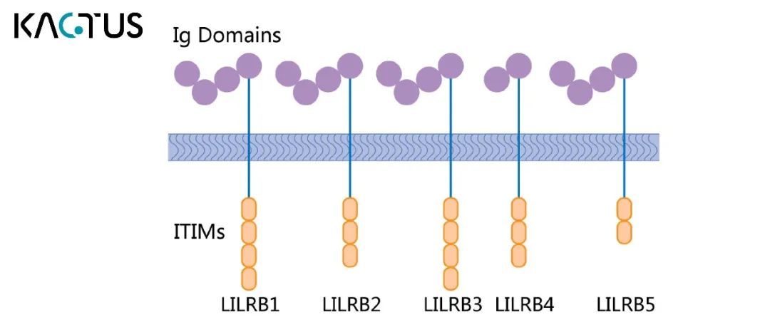 恺佧生物隆重推出荧光标记的HLA-G多肽复合物，助力新药研发