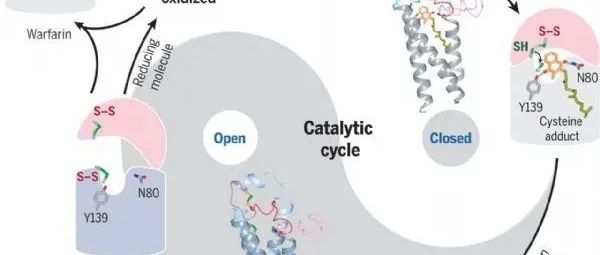 Science：华人科学家从结构上揭示酶VKOR的催化循环和维生素K拮抗剂的作用机制