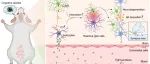 JEV | 幽门螺杆菌衍生的外膜囊泡诱发阿尔茨海默病的新机制