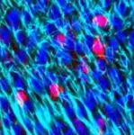 Nature、Nature Genetics提出解析人类进化基因的新技术