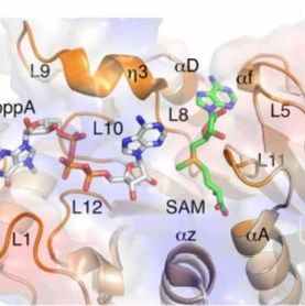 Science Signaling | 高分辨率SARS-CoV-2甲基转移酶结构揭示转录后加工分子机制