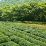 医药电商新机遇，大批知名药企参与
