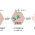 国内企业首个靶向Nectin-4的ADC新药临床试验申请获NMPA受理