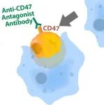 国内 19 款 CD47 抗体药加速研发中丨医麦新观察