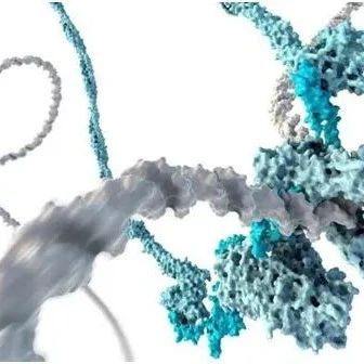 《科学》：揭示蛋白BAF阻止细胞攻击自身DNA机制