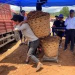 好医生集团抢抓农时收购续断助推乡村振兴
