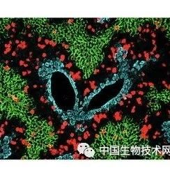 Science突破！周斌研究组开发捕捉细胞增殖的“录像机”  首次实现活体检测细胞增殖