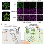 中科院学者最新Nature发文：揭示植物双层免疫系统交互作用的机制