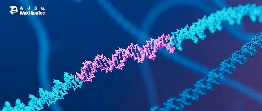 精准插入大段DNA，新一代基因编辑工具问世