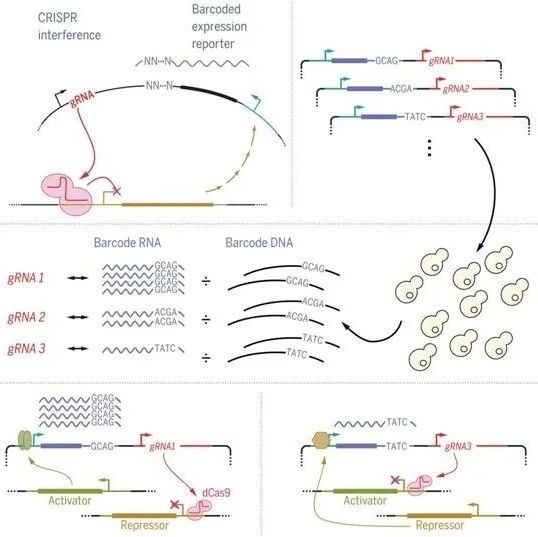 Science：CiBER-seq新技术，可同时分析细胞中多达100个基因