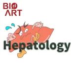 Hepatology丨毕惠嫦团队揭示PPAR通过YAP-TEAD信号促进肝增大和肝再生的新机制
