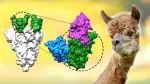 【重磅】科学家首次研制出一种微型抗体可对抗新冠变异毒株！