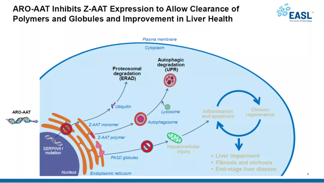aro-aat的作用机制(图片来源:arrowhead pharmaceuticals公司官网)