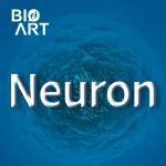 Neuron | 张智/徐林/晋艳团队揭示早期炎症诱发青春期抑郁情绪
