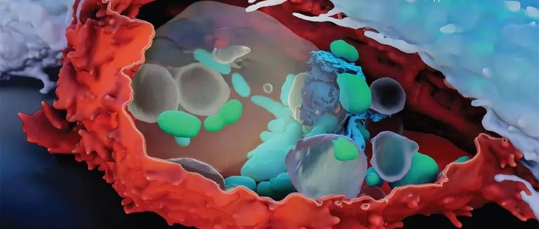 Science封面 | 基因泰克团队发现癌症免疫疗法新靶点——ESCRT