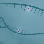 开发新一代CRISPR技术！Graphite Bio完成1.5亿美元B轮融资