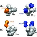 Science子刊：重磅！科学家开发出在恒河猴机体中能表现出巨大潜力的HIV疫苗！
