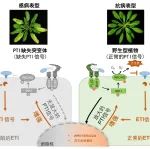 Nature：植物免疫系统如何协同御敌？中国科学家在植物抗病领域取得重要进展