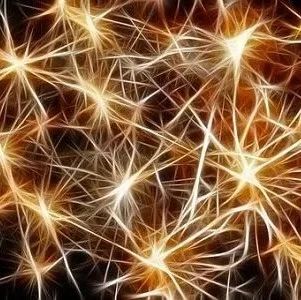 《自然》：揭示大脑神经细胞多样性