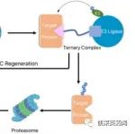 聚焦药靶：小分子药的春天，PROTAC的最新研究进展