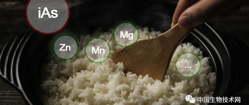 米饭易煮“砷”难除！英国科学家发现一种煮饭方法，既能除砷，又保住了营养