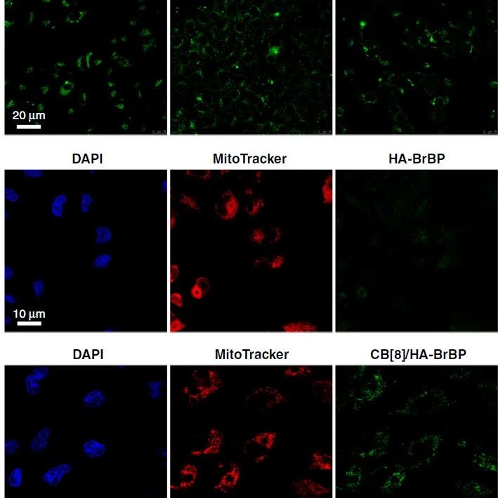Nature子刊：肿瘤成像新突破，南开大学刘育团队在水中纯有机室温磷光上取得新进展