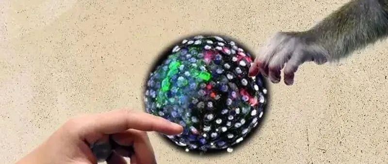 【Cell】国内外学者合作​为器官移植助力，体外人猴嵌合体胚胎出现！