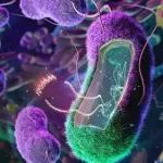 活细菌疗法新突破，改造天然微生物解决定殖难题，已在小鼠糖尿病治疗中产生积极影响
