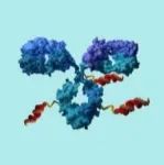 Nature：首个抗体寡核苷酸偶联物进入临床