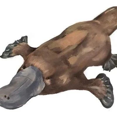 Nature：华大等机构揭示鸭嘴兽多条性染色体和卵生之谜