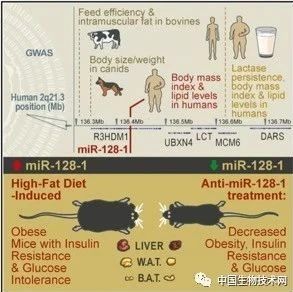 科学家揭示人类进化中“肥胖基因”的调控机制