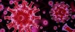 冠状病毒感染肺部怎么办？研究发现肺泡巨噬细胞帮助 CD8+ T 细胞对抗病毒