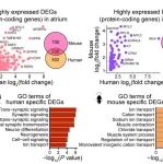 PLOS Biology：文路/宋雷/王继征团队合作绘制人类心脏多组学图谱