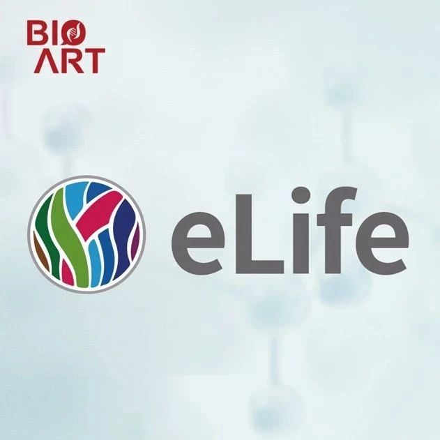 eLife | 石莉红/陈佺/朱玉山合作揭示线粒体自噬调控促红细胞生成素（EPO）合成新机制