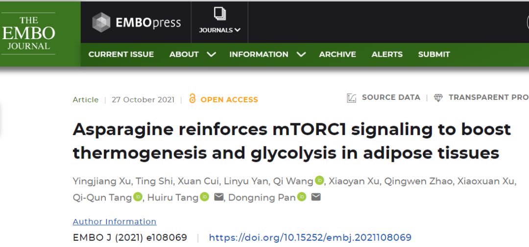 s mtorc1 signaling to boost thermogenesis and glycolysis in