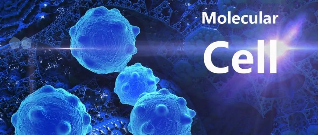 Mol Cell | 磷酸化修饰组学揭示KRAS突变肿瘤的精准治疗新策略