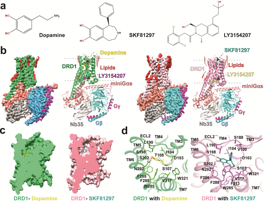 發表文章mechanism of dopamine binding and allosteric modulation