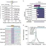 薛愿超课题组及合作者创建RNA结合蛋白靶标研究新方法LACE-seq
