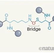 Nature：重大突破！发现一种以前未知的蛋白交联类型