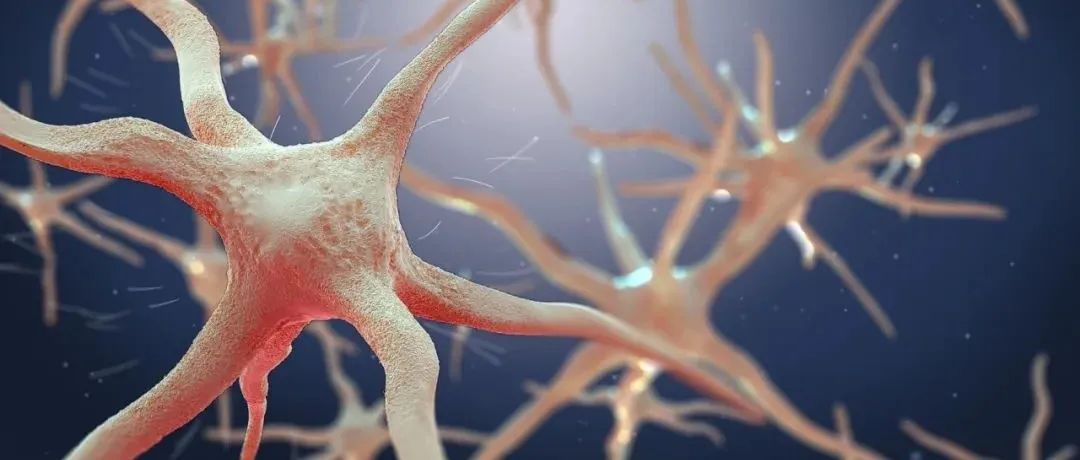 叶克强团队新研究：调节这一通路或可延长寿命，预防阿尔兹海默症