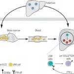 Science：重大进展！我国科学家揭示肝脏ILC1细胞产生机制