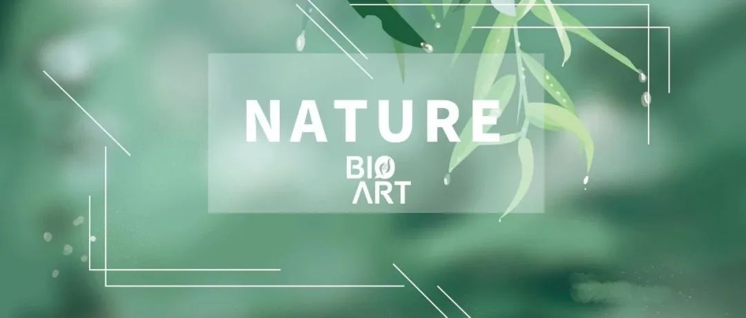 Nature | 肥胖来了，秃还会远吗？—肥胖诱发毛囊干细胞耗竭及毛发脱落的新机制