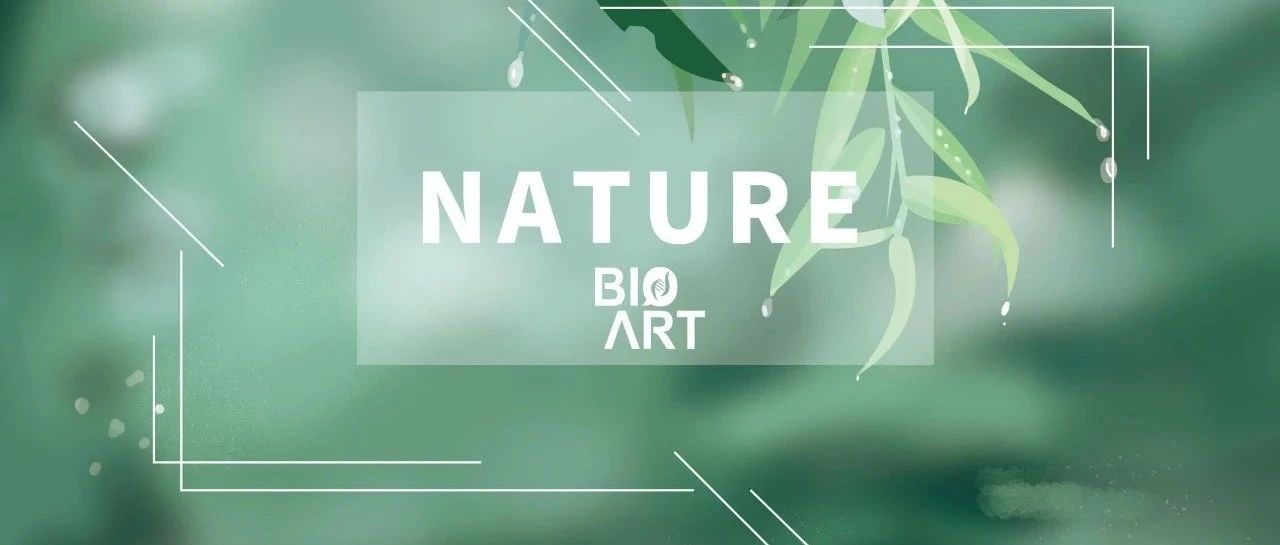 Nature | 杜鹏课题组揭示胚层分化过程中的全局miRNA剂量控制机制
