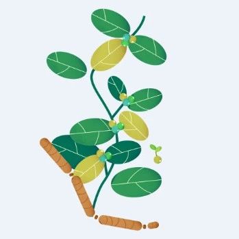 植提 | 巴戟天寡糖和多糖的药理活性研究进展