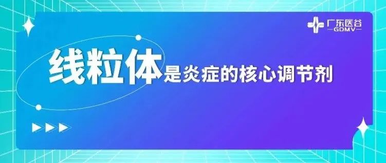 Immunity：科学家揭示线粒体损伤后如何引发破坏性炎症反应